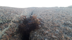 Chondrus crispus