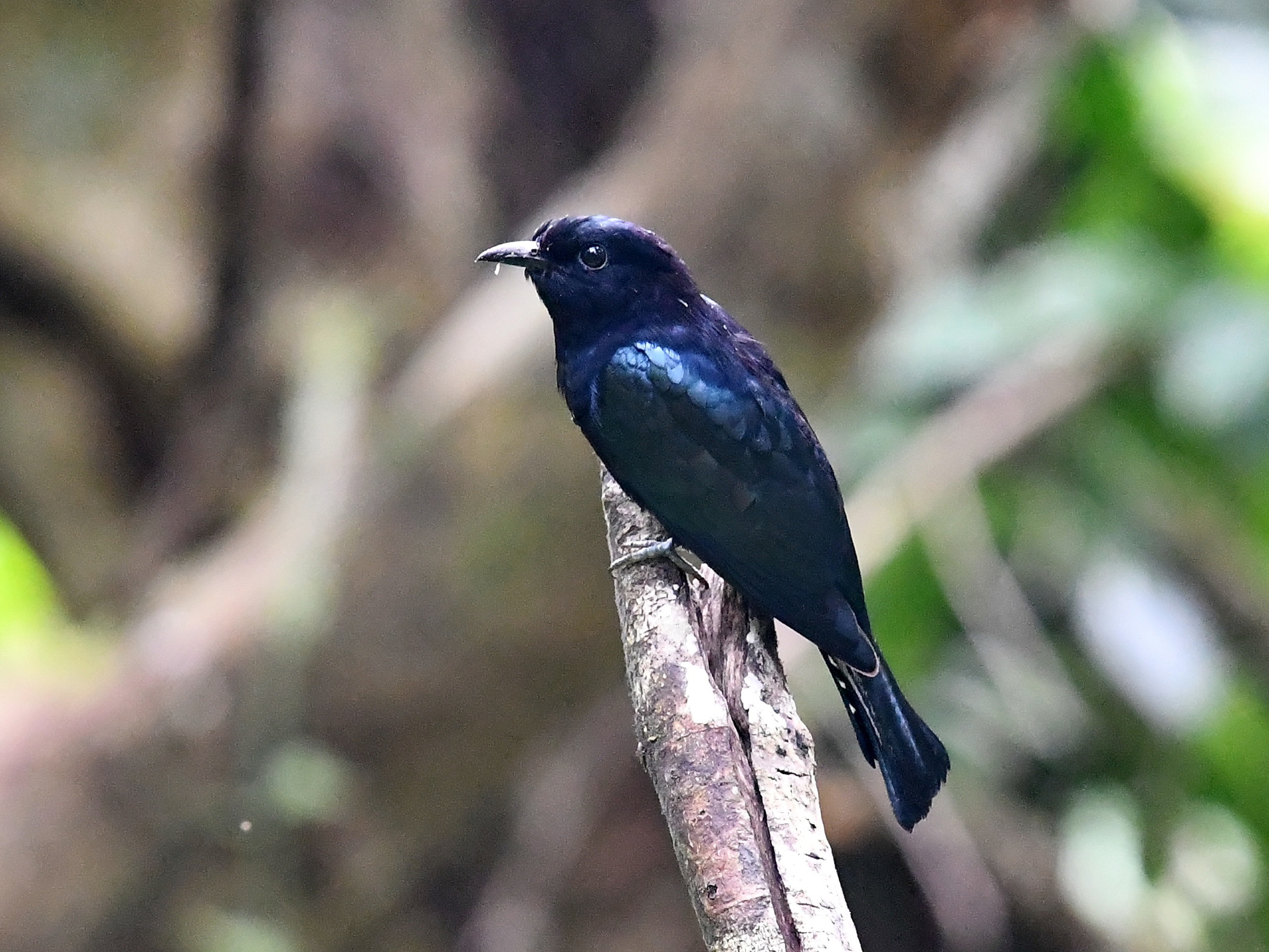 Philippine Drongo-Cuckoo illustration