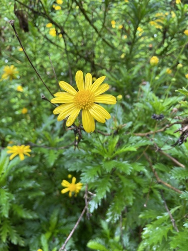 Paris Daisy
