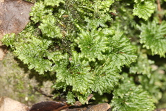 Hypopterygiaceae