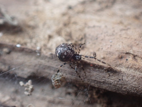 Cryptachaea blattea (Urquhart, 1886)