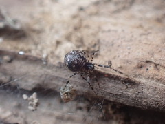 Cryptachaea blattea