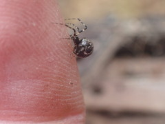 Cryptachaea blattea
