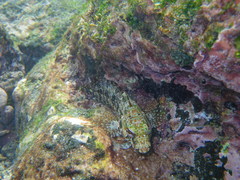 Gobioclinus dendriticus