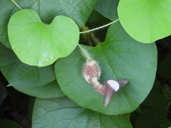 Aristolochia ridicula