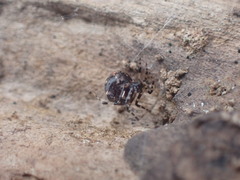 Cryptachaea blattea