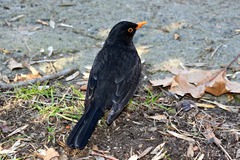 Turdus merula