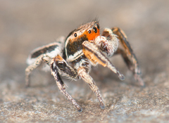 Habronattus ballatoris