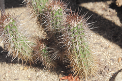 Copiapoa marginata