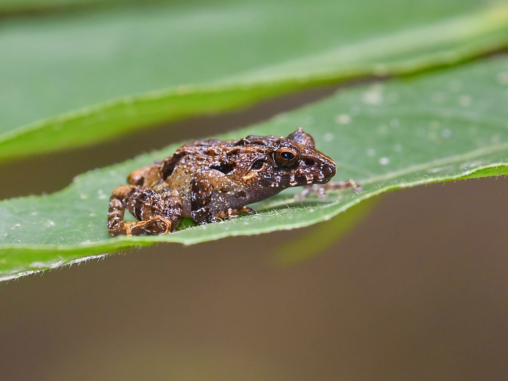Panay Limestone Frog