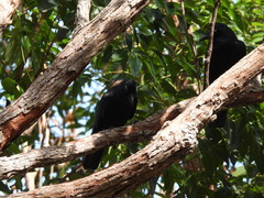 Corvus orru