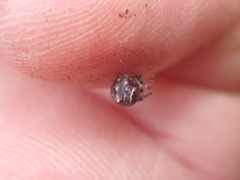 Cryptachaea blattea