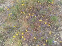 Gilia capitata chamissonis