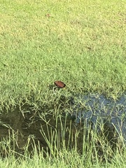 Jacana spinosa