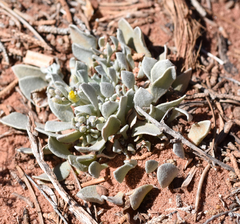 Physaria chambersii