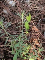 Brickellia eupatorioides floridana
