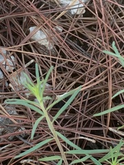 Brickellia eupatorioides floridana