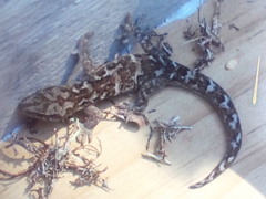 Diplodactylidae