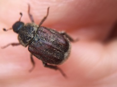 Hoplia