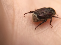 Hoplia