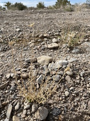 Adenophyllum cooperi