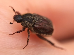 Hoplia