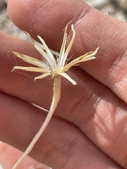 Adenophyllum cooperi