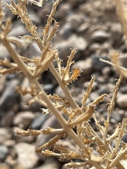 Adenophyllum cooperi