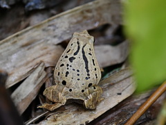 Philippine Sticky Frog photo 2