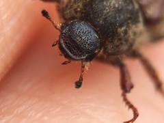 Hoplia