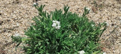 Cryptantha intermedia intermedia