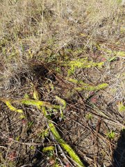 Lycopodiella appressa