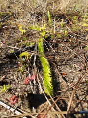 Lycopodiella appressa