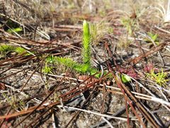 Lycopodiella appressa