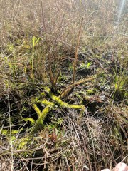 Lycopodiella appressa