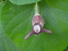 Aristolochia ridicula