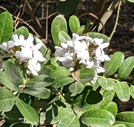 Dermatophyllum secundiflorum