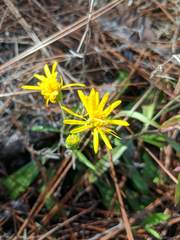 Pityopsis oligantha