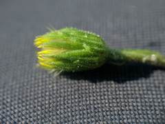 Pityopsis oligantha