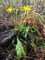 Pityopsis oligantha