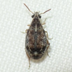 Algarobius prosopis