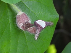 Aristolochia ridicula