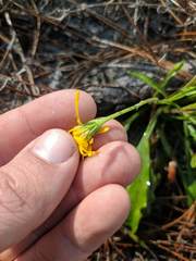 Pityopsis oligantha