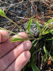 Pityopsis oligantha