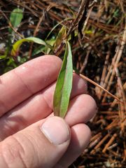 Pityopsis oligantha
