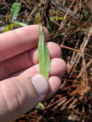 Pityopsis oligantha