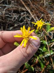 Pityopsis oligantha