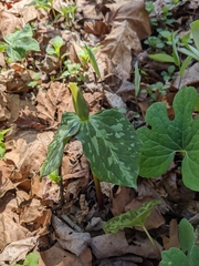 Trillium luteum