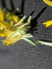 Pityopsis oligantha