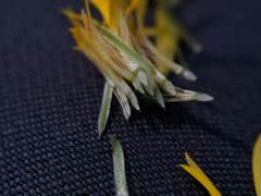 Pityopsis oligantha